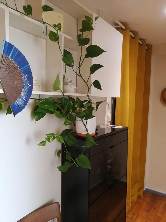 Entrée du salon de massage de Théodore Dhénain à Villeurbanne, avec rideau jaune, plante grimpante, éventail et fontaine à encens